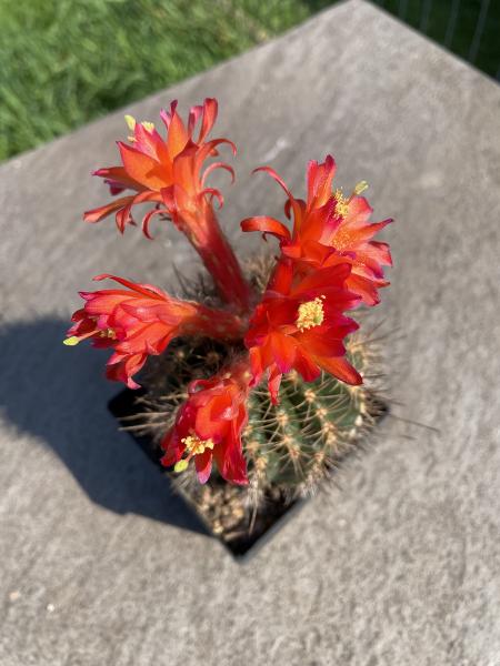 Matucana spec.